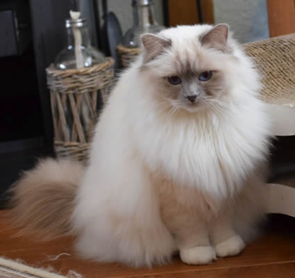 Angel